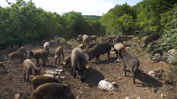 Wild Boar Sus Scrofa Enclosure Hunting Reserve Static Shot — Stock Video