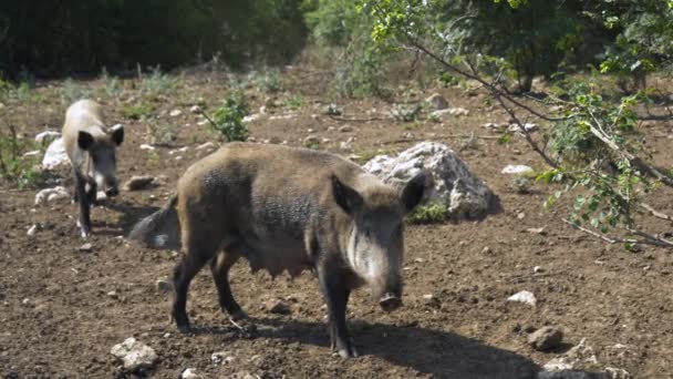 Female Wild Boar Looking Camera Slow Motion Pan Left — ストック動画