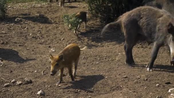 Wild Boar Piglet Adults Walking Slow Motion — ストック動画