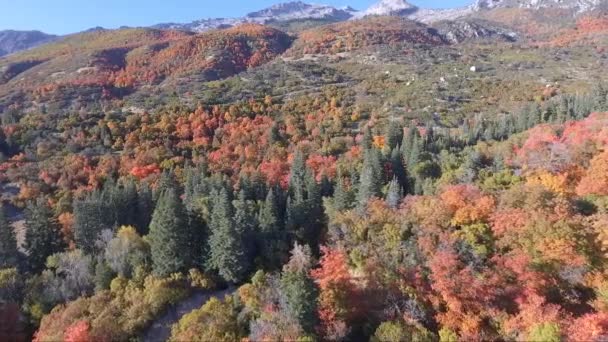 Beautiful Fall Foliage Alpine Utah Sunny October Day Seen Air – Stock-video