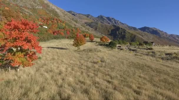 Drone Captures Aerial Footage Alpine Meadow Fall Tree Leaves Change — ストック動画