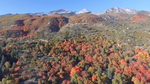 Hermoso Follaje Otoño Cerca Alpine Utah Soleado Día Octubre Visto — Vídeos de Stock