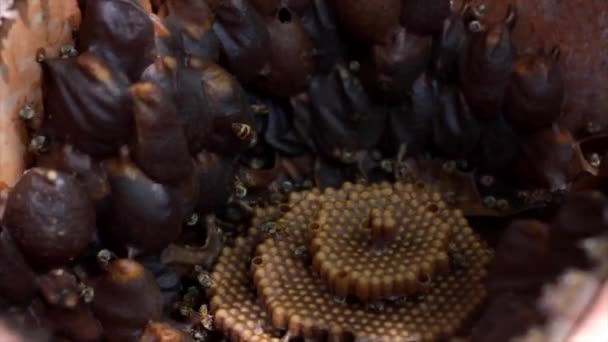 Стілець Великою Кількістю Бджіл Працюють Ньому — стокове відео