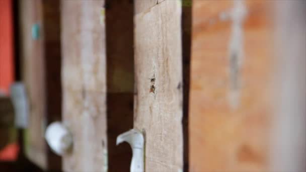 Close Bees Going Honeycomb — Stockvideo