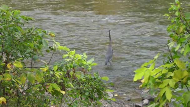 Heron Waiting Fish Patiently Water Passing Fast Might Get Pray — Video