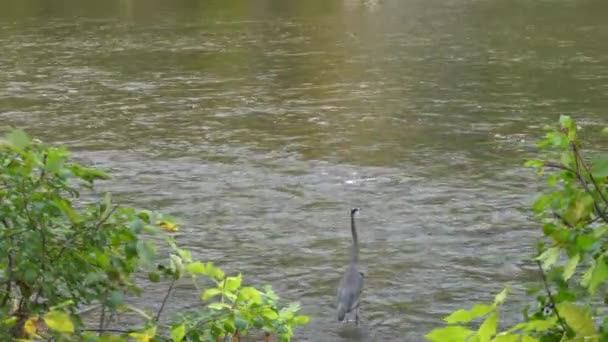 Flow Water Constant River Heron Waiting Soldier Catch Fish Dinner — Stock Video