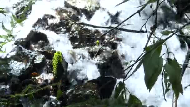 Close Water Running Waterfall Plant Foreground Water Background — Stockvideo