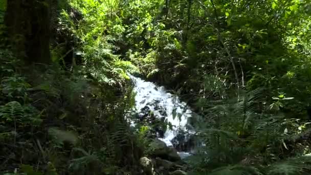 Long Shot Water Running Waterfall Plant Foreground Water Background — Stockvideo