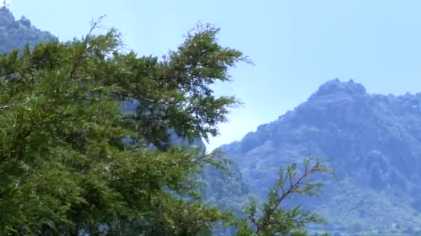 Nice Scenery Tree Foreground Far Away Mountain — Vídeos de Stock