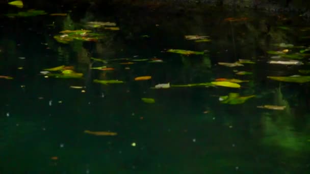 Close Flowers Floating Surface Cenote Mayan — Stockvideo
