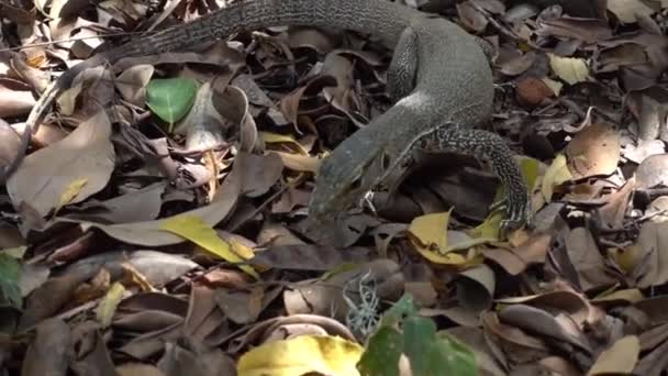 Young Land Monitor Varanus Bengalensis Hunting Sri Lanka — Video