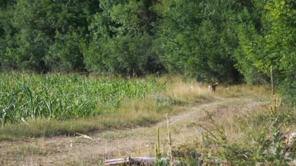 Group Mouflons Running Road Hiding Forest Static — Vídeos de Stock