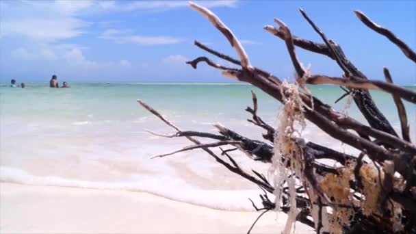 Long Shot Ocean Dry Tree Foreground Family Swimming Background — Stok Video