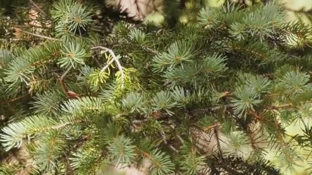 Close Pine Branch Moving Breeze — Video Stock