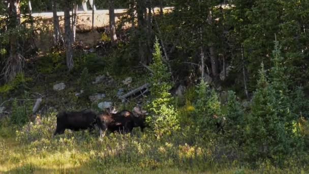 Bull Moose Eating Wetlands Area Colorado — Stock video