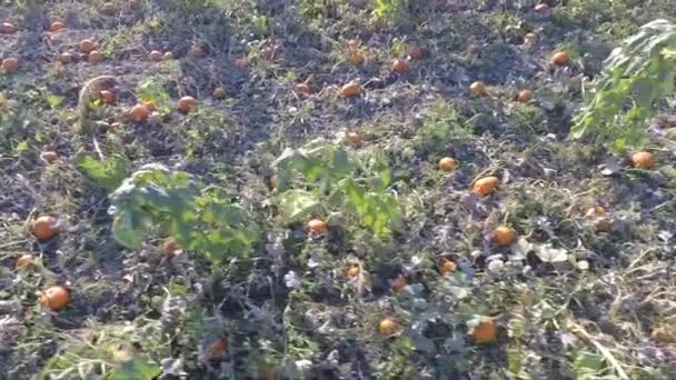 Traveling Pumpkin Patch — Stockvideo