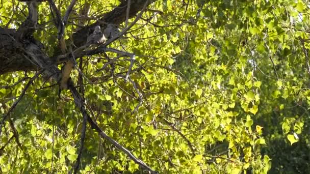 Background Backlit Green Leaves Blowing Light Breeze Two Birds Perched — Stock Video