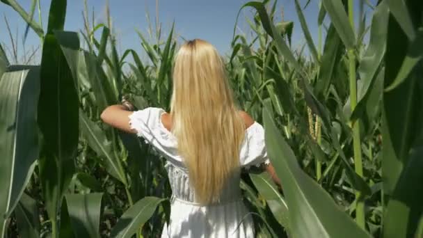 Pretty Blond Woman White Dress Walking Cornfield Slow Motion — Video