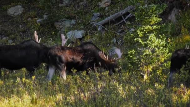 Three Bull Moose Eating Grasses Willows Colorado — ストック動画