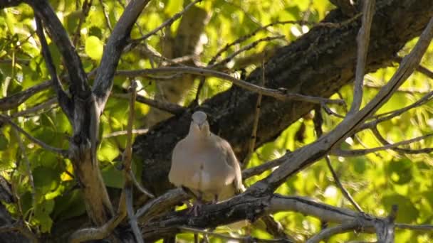 Close Eurasian Collared Dove Cleaning Itself — Stock Video
