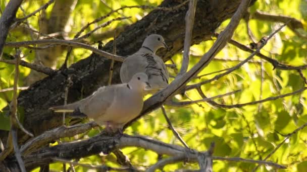 Pair Eurasian Collared Doves Perched Tree Preening Themselves — Vídeos de Stock