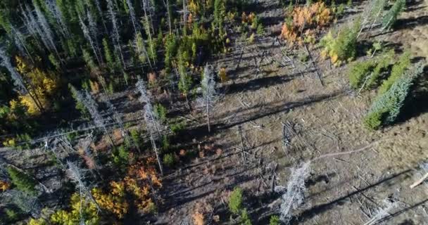 Aerial Pine Forest Aspens Many Trees Dead Pine Beetles — Stockvideo