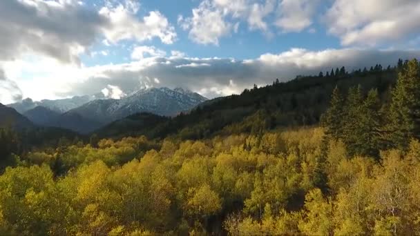 Fall Colors Golden Quaking Aspens Rugged Snow Capped Mountains Fluffy — Stock Video