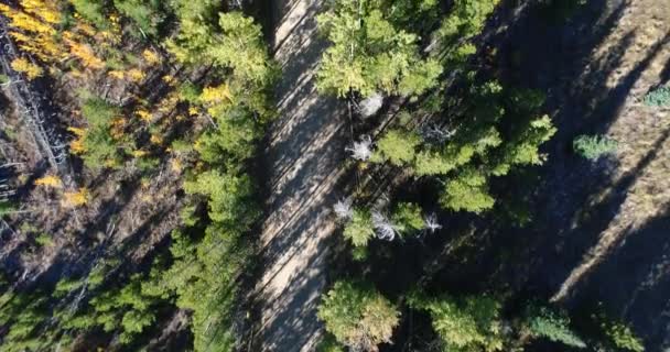 Aerial Looking Pine Aspen Forest Road Running — Stock video