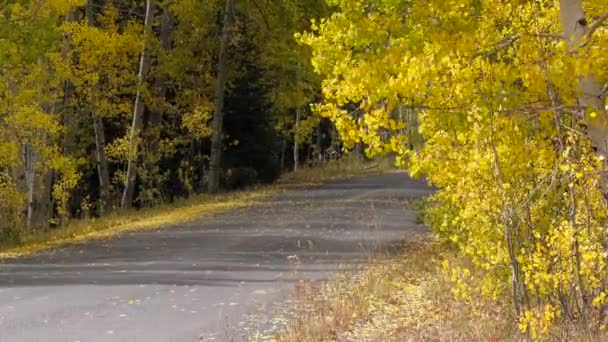 Golden Aspen Trees Blowing Breeze Slow Motion Fall Road — Vídeos de Stock