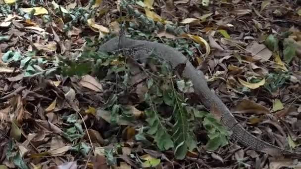 Young Land Monitor Varanus Bengalensis Hunting Sri Lanka — Video