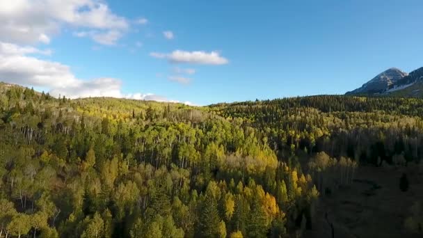 Sunlight Patterns Golden Quaking Aspens Fluffy White Clouds Make Spectacular — Wideo stockowe