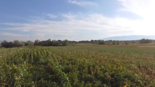 Flying Farm Field Sunflowers Alfalfa — стоковое видео