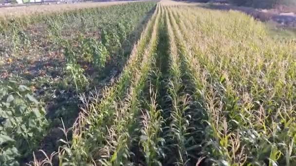 Flying Urban Corn Field Pumpkin Patch — Stock video