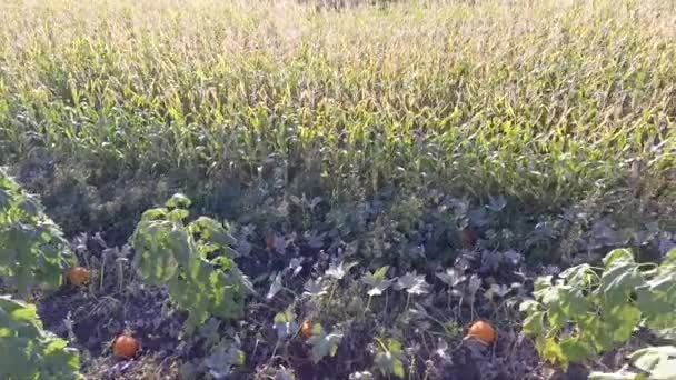 Путешествуя Тыквенному Участку Кукурузному Полю Дроне — стоковое видео