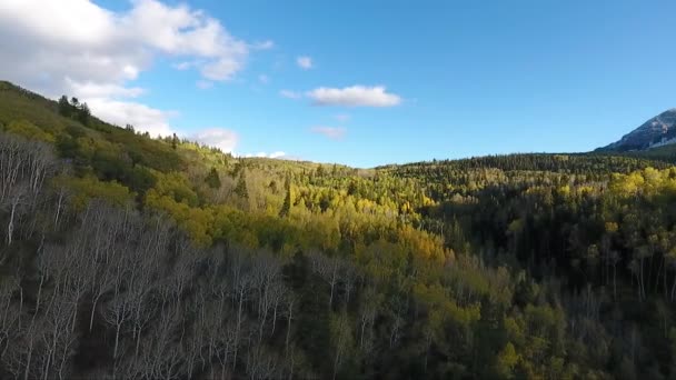 Sunlight Patterns Golden Quaking Aspens Fluffy White Clouds Make Spectacular — стокове відео