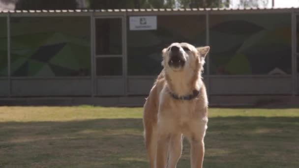 Cute Brown Dog Barking Adoption Shelter — Stock videók
