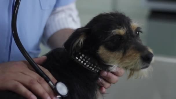 Vet Doing Check Black Puppy Adoption Shelter — 图库视频影像