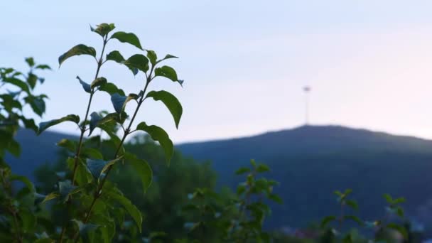 Moody View Mountain Forest — 图库视频影像