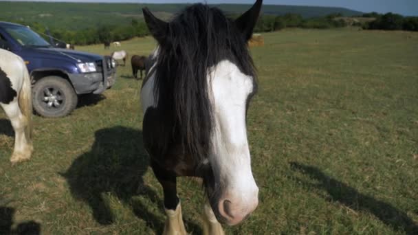 Pov Man Petting Black White Horse Long Mane Slow Motion — Stok Video