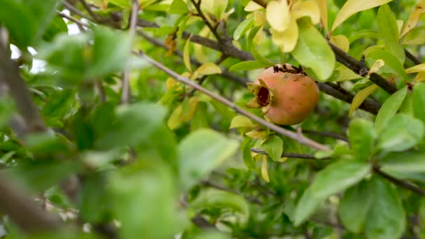 Single Pomegranate Fruit Tree Spain — Stok Video