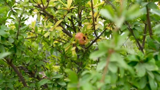 Einzelne Granatapfelfrucht Hängt Spanien Baum — Stockvideo