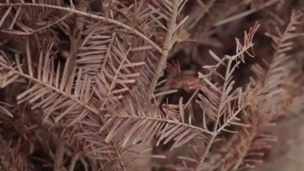 Dead Christmas Tree Turning Brown Withering — Video Stock