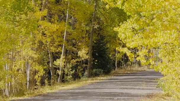 Roadway Surrounded Golden Aspens Early Fall Colorado — Vídeo de Stock