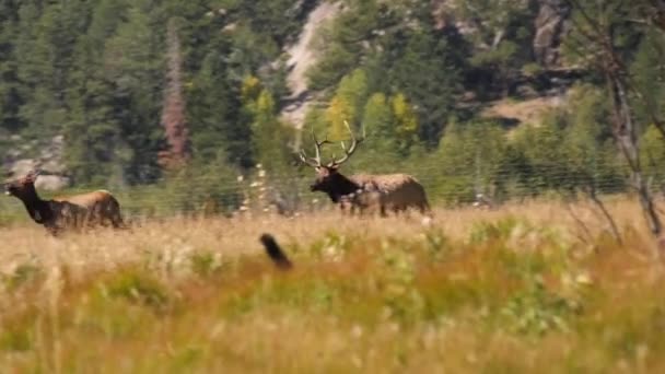 Large Bull Elk Chasing Cow Meadow — Vídeos de Stock