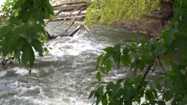 Leaves Trees Create Cool Background Water Flow River Good Place — 图库视频影像