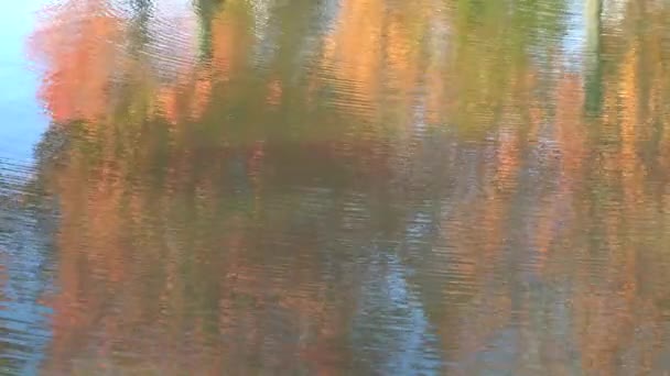 Water Moving You Can See Colors Autumn Leaves Reflexion Creates — Stockvideo