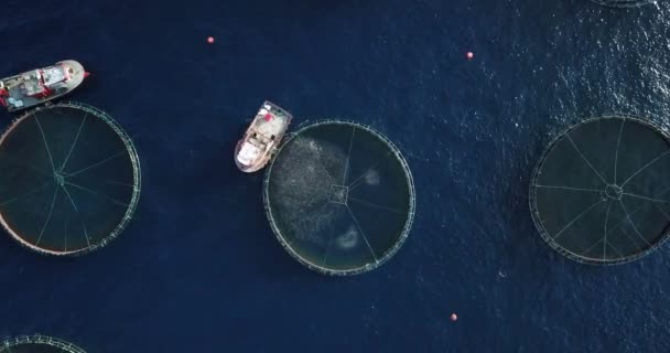 Boats Feeding Fish Aerial View Fields — Stockvideo