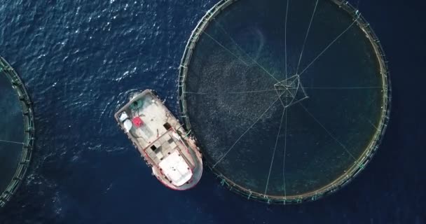 Boat Feeding Fish Fields Sea — ストック動画