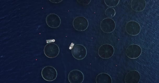Aerial View Boat Feeding Fish Fields — Vídeo de Stock