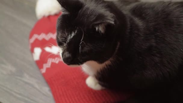 Cosy Black White Cat Resting Knitted Winter Hat – stockvideo